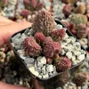 Adromischus Aarianiae Live Plant - Rare Succulent in 2-inch Pot, Indoor - Image 1