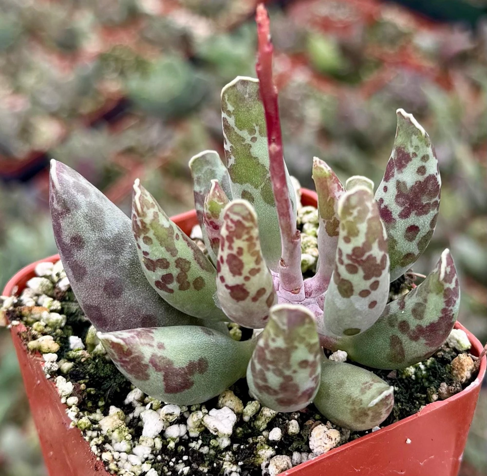Adromischus Cooperi Live Plant - Plover Eggs Succulent in 3-4 inch Pot - Image 2