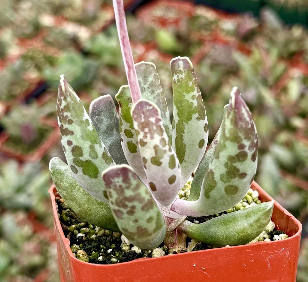 Adromischus Cooperi Live Plant - Plover Eggs Succulent in 3-4 inch Pot - Image 3