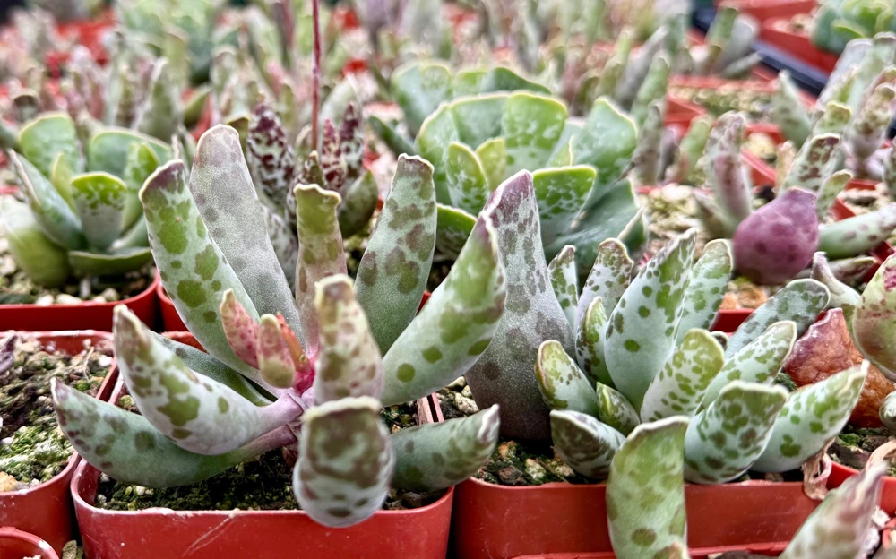 Adromischus Cooperi Live Plant - Plover Eggs Succulent in 3-4 inch Pot - Image 4
