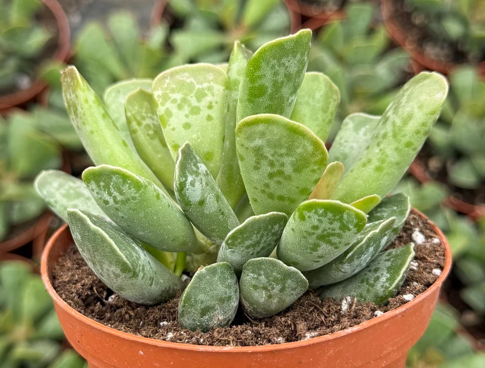 Adromischus Cooperi Live Plant - Plover Eggs Succulent in 3-4 inch Pot - Image 5