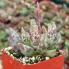 Adromischus Cooperi Live Plant - Plover Eggs Succulent in 3-4 inch Pot - Image 1