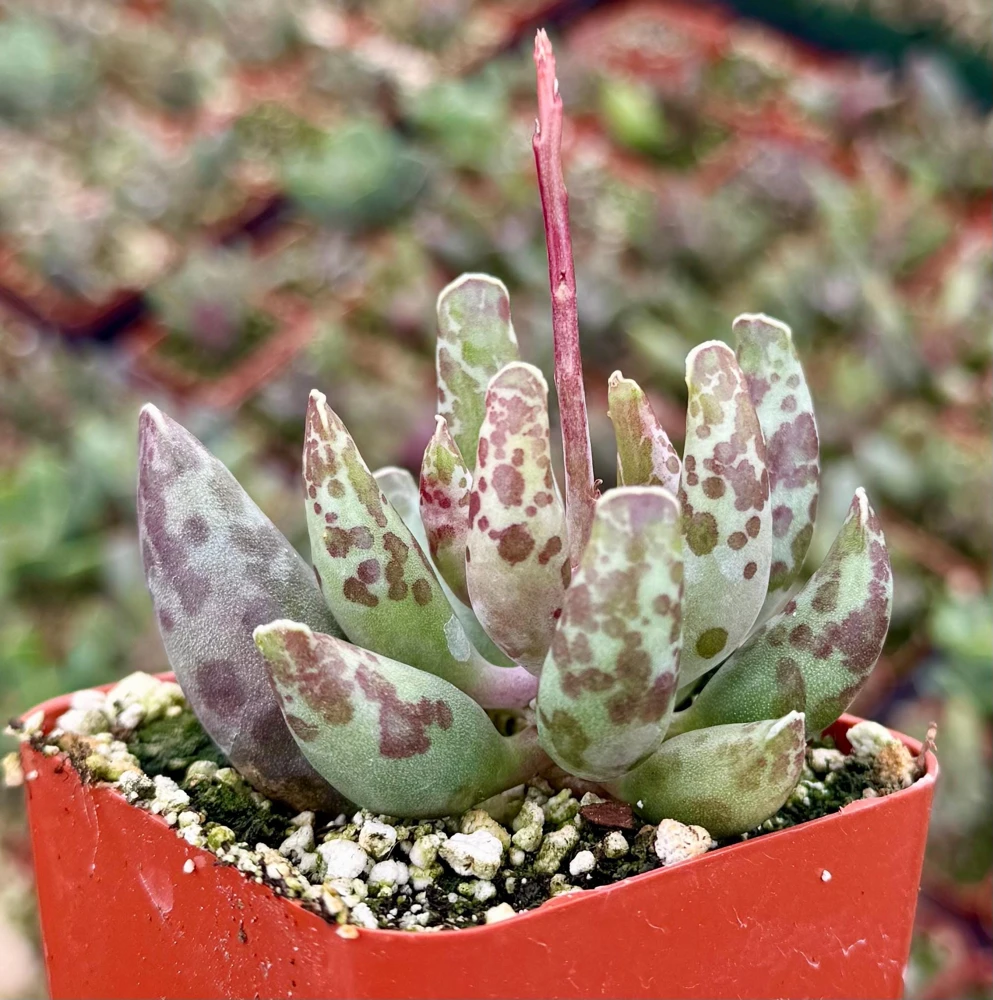 Adromischus Cooperi Live Plant - Plover Eggs Succulent in 3-4 inch Pot - Image 1