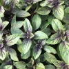 African Blue Basil Live Plant - 4" Starter - Edible Herb - Organic & Aromatic - Image 1