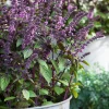 African Blue Basil Live Plant Starter - 4 inch Tall, Organic, Edible Herb for Cooking - Image 1