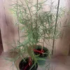African Fern Pine Live Plant - Podocarpus Gracilor in 6" Pot - Indoor/Outdoor Evergreen - Cannot ship to CA - Image 1