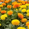 African Marigold Mix Live Plants - 2-Pack, 4in Pots, Yellow, Orange, Gold - Image 1