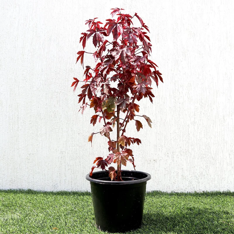 African Rose Cranberry Hibiscus Live Plant - Edible Leaves & Foliage - Image 2