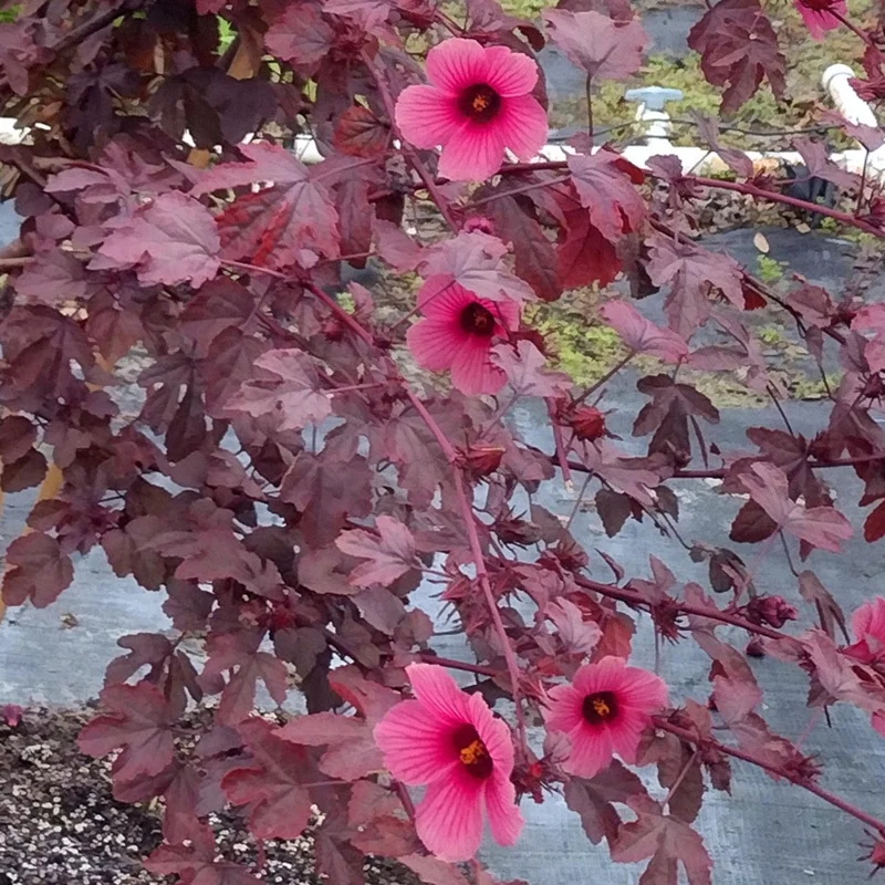 African Rose Cranberry Hibiscus Live Plant - Edible Leaves & Foliage - Image 1