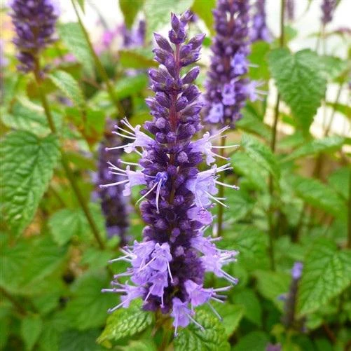 Agastache Little Adder Live Plant - Lavender-Blue Flowers, Full Sun, Zones 5-9 - Image 2