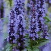 Agastache Little Adder Live Plant - Lavender-Blue Flowers, Full Sun, Zones 5-9 - Image 1