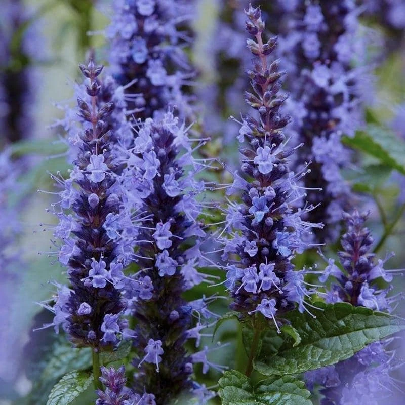 Agastache Little Adder Live Plant - Lavender-Blue Flowers, Full Sun, Zones 5-9 - Image 1