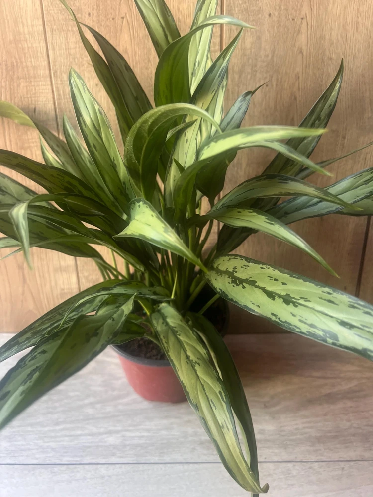 Aglaonema Cutlass Live Plant - 6 inch Pot Chinese Evergreen Indoor Houseplant - Cannot ship to CA - Image 2