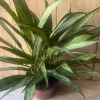 Aglaonema Cutlass Live Plant - 6 inch Pot Chinese Evergreen Indoor Houseplant - Cannot ship to CA - Image 1