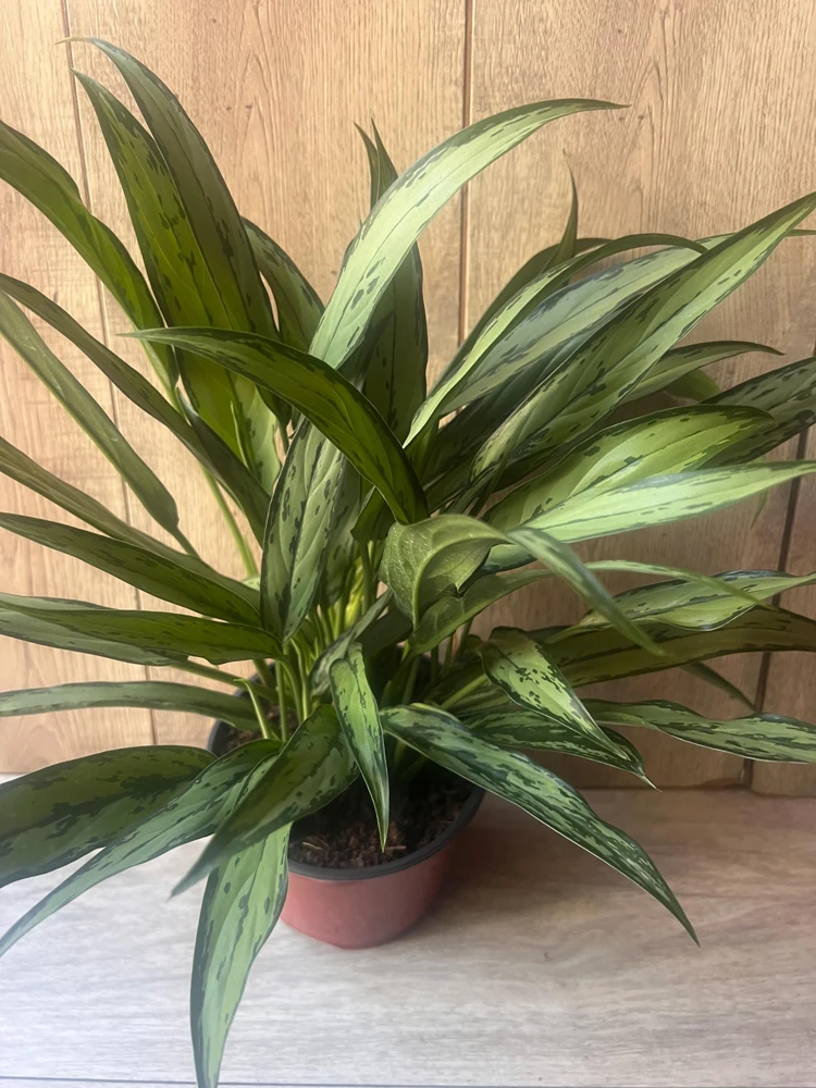 Aglaonema Cutlass Live Plant - 6 inch Pot Chinese Evergreen Indoor Houseplant - Cannot ship to CA - Image 1