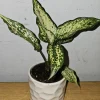 Aglaonema First Diamond Live Plant - 4 inch Nursery Pot - Indoor/Outdoor Chinese Evergreen - Image 1