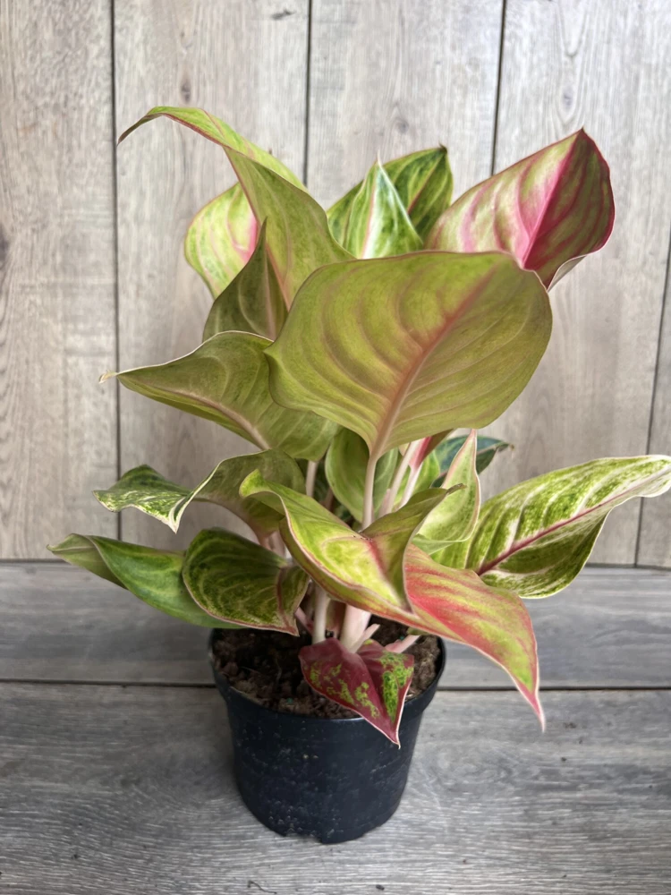 Aglaonema Golden Fluorite Live Plant - 6 inch Pot, Indoor Air Purifier - Cannot ship to CA - Image 2