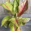 Aglaonema Golden Fluorite Live Plant - 6 inch Pot, Indoor Air Purifier - Cannot ship to CA - Image 1