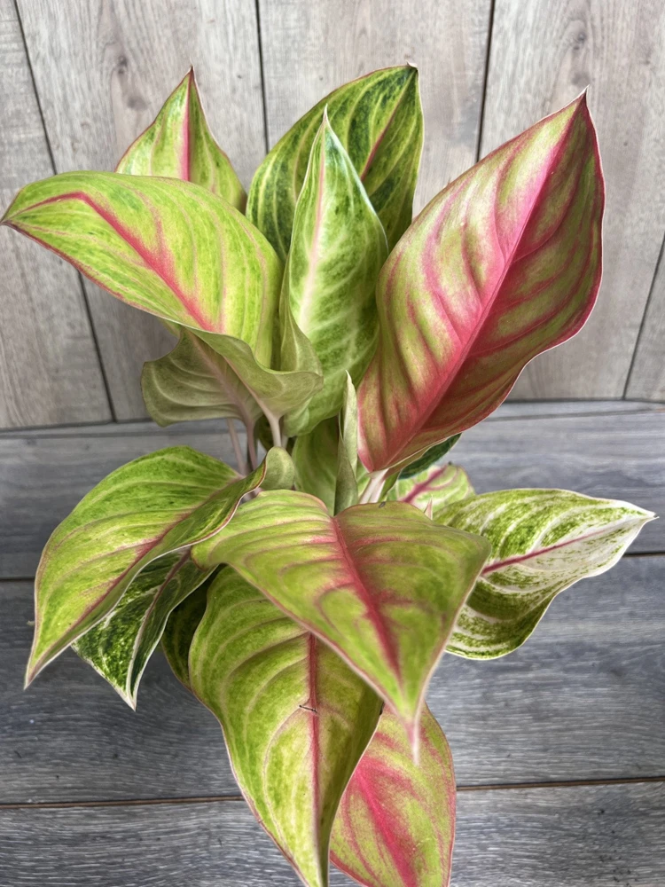 Aglaonema Golden Fluorite Live Plant - 6 inch Pot, Indoor Air Purifier - Cannot ship to CA - Image 1