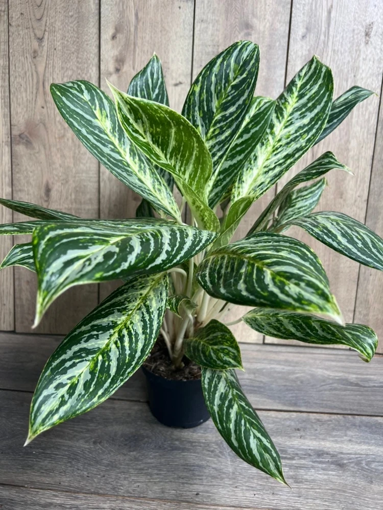 Aglaonema Golden Madonna Live Plant – Chinese Evergreen – 6" Pot – Indoor - Cannot ship to CA - Image 2