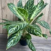Aglaonema Golden Madonna Live Plant – Chinese Evergreen – 6" Pot – Indoor - Cannot ship to CA - Image 1