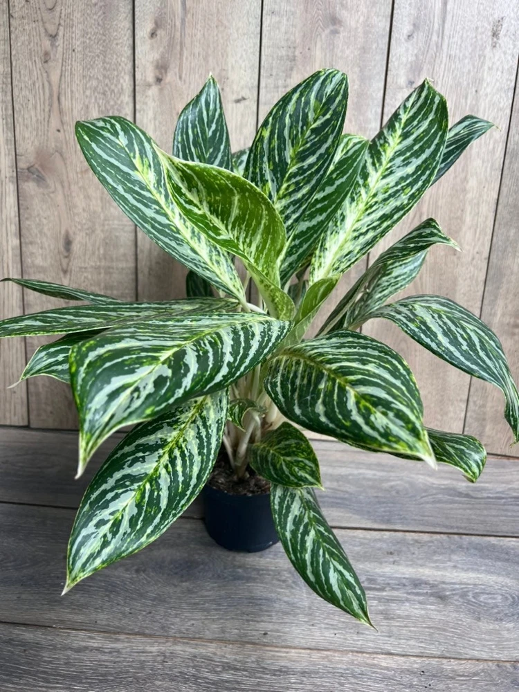 Aglaonema Golden Madonna Live Plant – Chinese Evergreen – 6" Pot – Indoor - Cannot ship to CA - Image 1