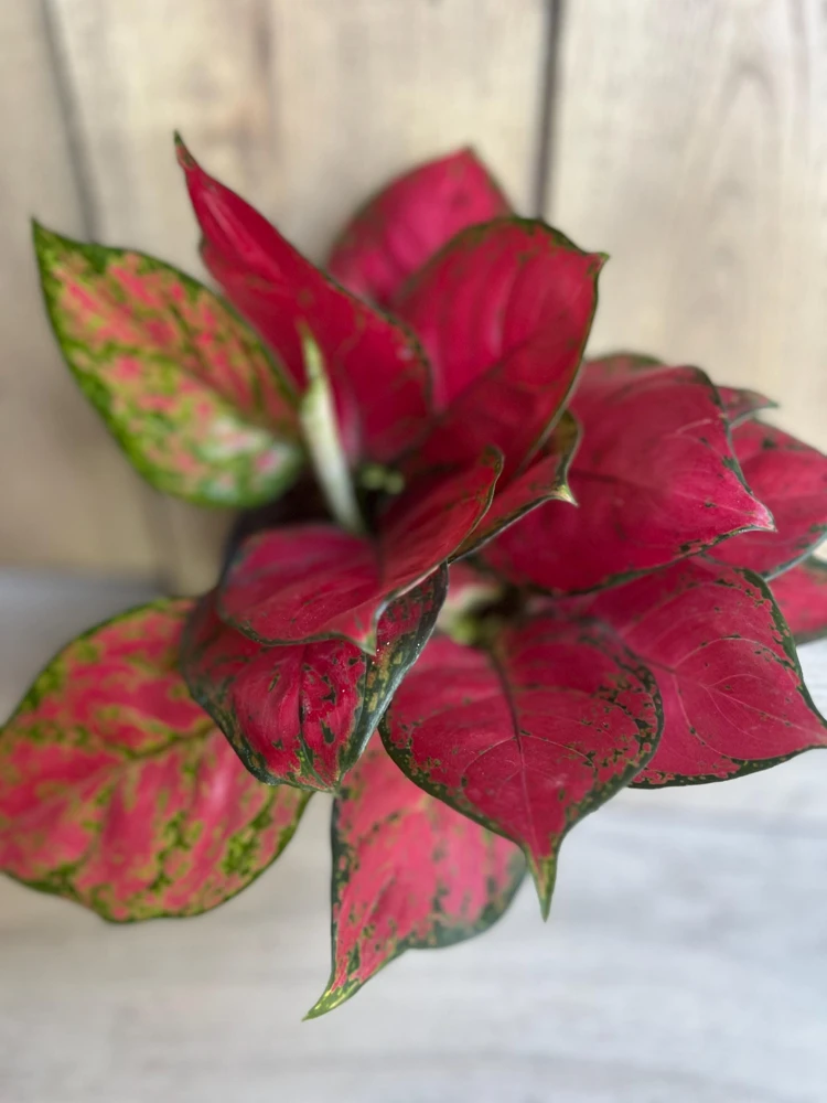 Aglaonema Lucky Red Live Plant - Vibrant Red & Pink Foliage Houseplant in 6 inch Pot - Cannot ship to CA - Image 2