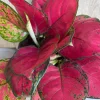 Aglaonema Lucky Red Live Plant - Vibrant Red & Pink Foliage Houseplant in 6 inch Pot - Cannot ship to CA - Image 1