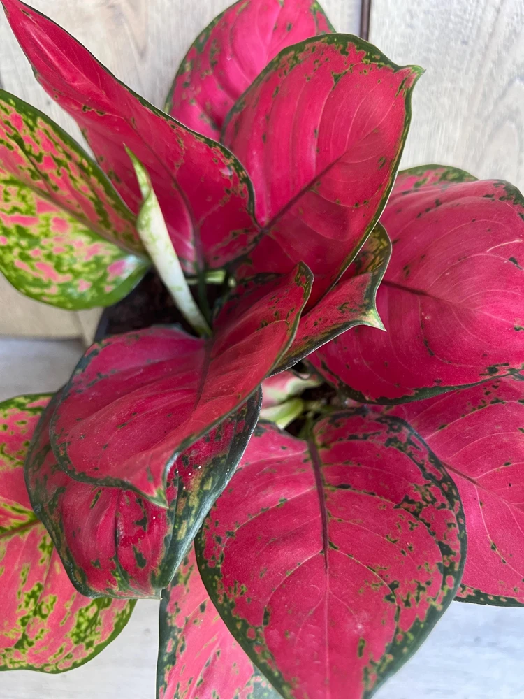 Aglaonema Lucky Red Live Plant - Vibrant Red & Pink Foliage Houseplant in 6 inch Pot - Cannot ship to CA - Image 1