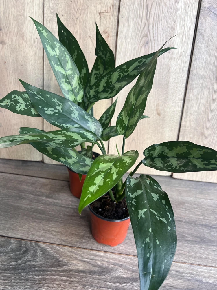 Aglaonema Maria Live Plant – Chinese Evergreen – 4 inch Pot – Indoor - Cannot ship to CA - Image 2