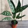Aglaonema Maria Live Plant – Chinese Evergreen – 4 inch Pot – Indoor - Cannot ship to CA - Image 1