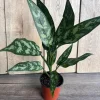 Aglaonema Maria Live Plant – Chinese Evergreen – 4 inch Pot – Indoor - Cannot ship to CA - Image 1