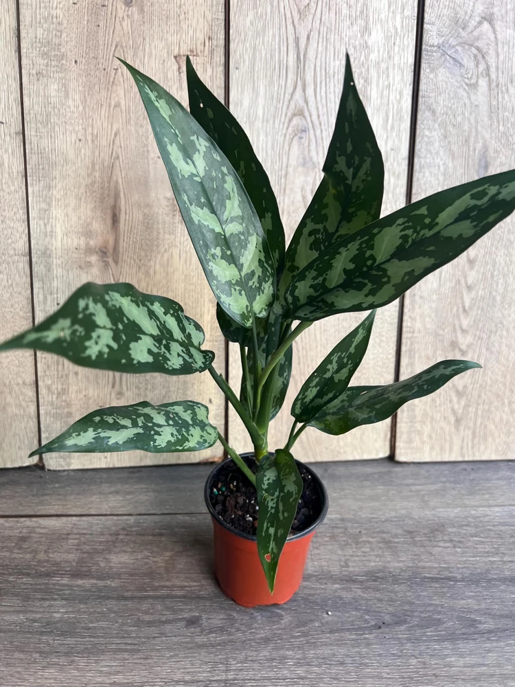 Aglaonema Maria Live Plant – Chinese Evergreen – 4 inch Pot – Indoor - Cannot ship to CA - Image 1