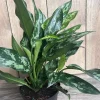 Aglaonema Maria Live Plant – Chinese Evergreen – 6 inch Pot – Indoor Houseplant - Cannot ship to CA - Image 3