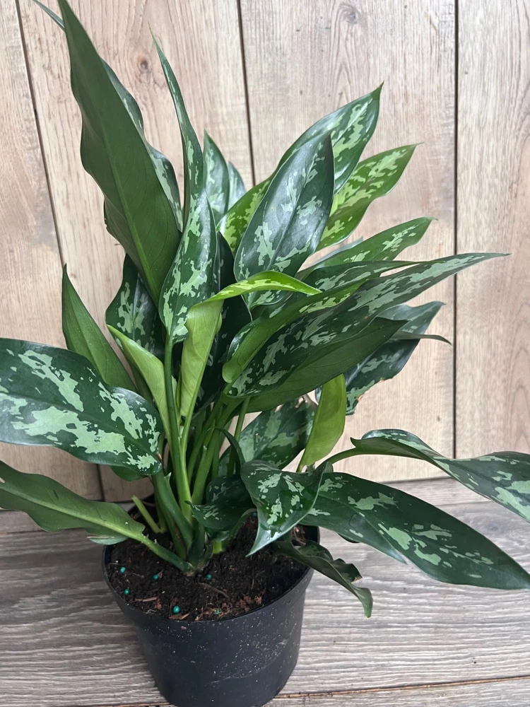Aglaonema Maria Live Plant – Chinese Evergreen – 6 inch Pot – Indoor Houseplant - Cannot ship to CA - Image 3