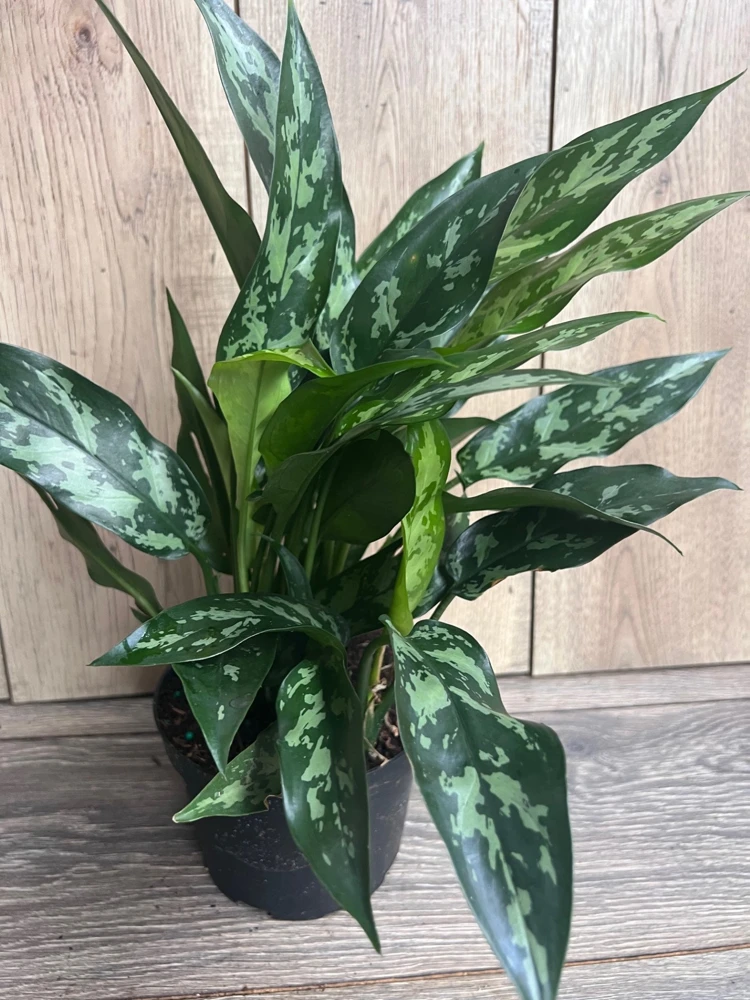 Aglaonema Maria Live Plant – Chinese Evergreen – 6 inch Pot – Indoor Houseplant - Cannot ship to CA - Image 4