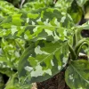 Aglaonema Pictum Tricolor Live Plant - Rare Camouflage Houseplant in 4 inch Pot - Image 1
