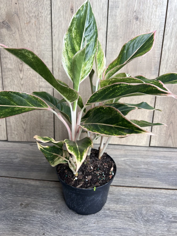 Aglaonema Pink Siam Live Plant - Variegated Foliage, 6 Inch Pot, Indoor - Cannot ship to CA - Image 2