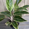 Aglaonema Pink Siam Live Plant - Variegated Foliage, 6 Inch Pot, Indoor - Cannot ship to CA - Image 1