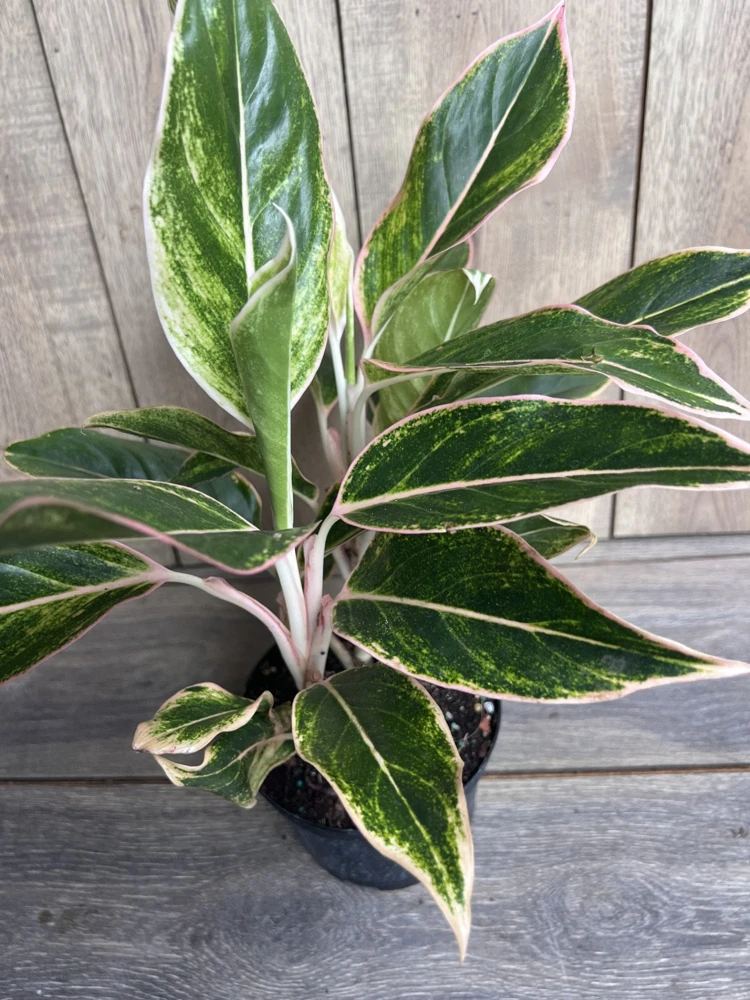 Aglaonema Pink Siam Live Plant - Variegated Foliage, 6 Inch Pot, Indoor - Cannot ship to CA - Image 1