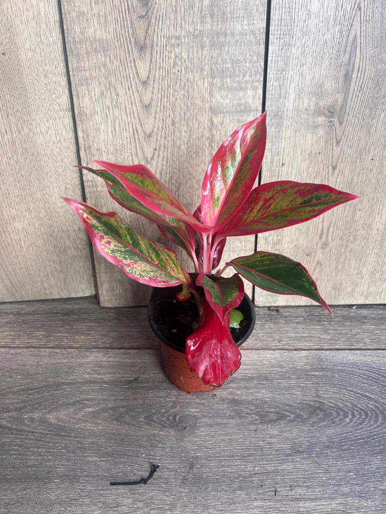 Aglaonema Red Creta Live Plant – Red Chinese Evergreen – 4 Inch Pot – Indoor - Cannot ship to CA - Image 2