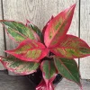 Aglaonema Red Creta Live Plant – Red Chinese Evergreen – 4 Inch Pot – Indoor - Cannot ship to CA - Image 1