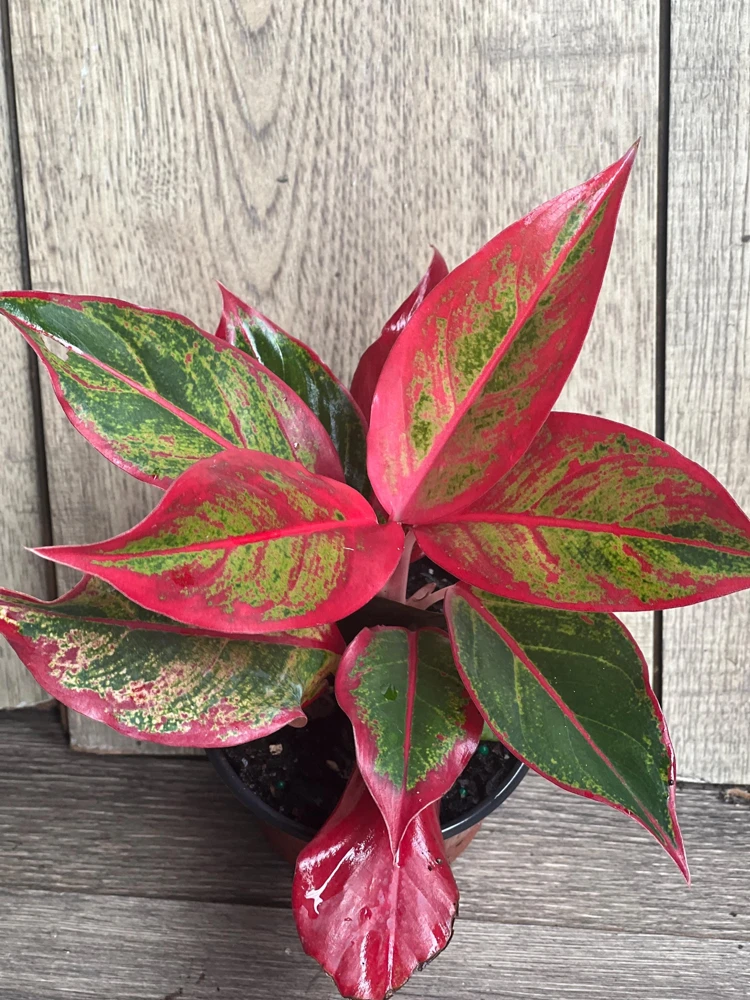 Aglaonema Red Creta Live Plant – Red Chinese Evergreen – 4 Inch Pot – Indoor - Cannot ship to CA - Image 1