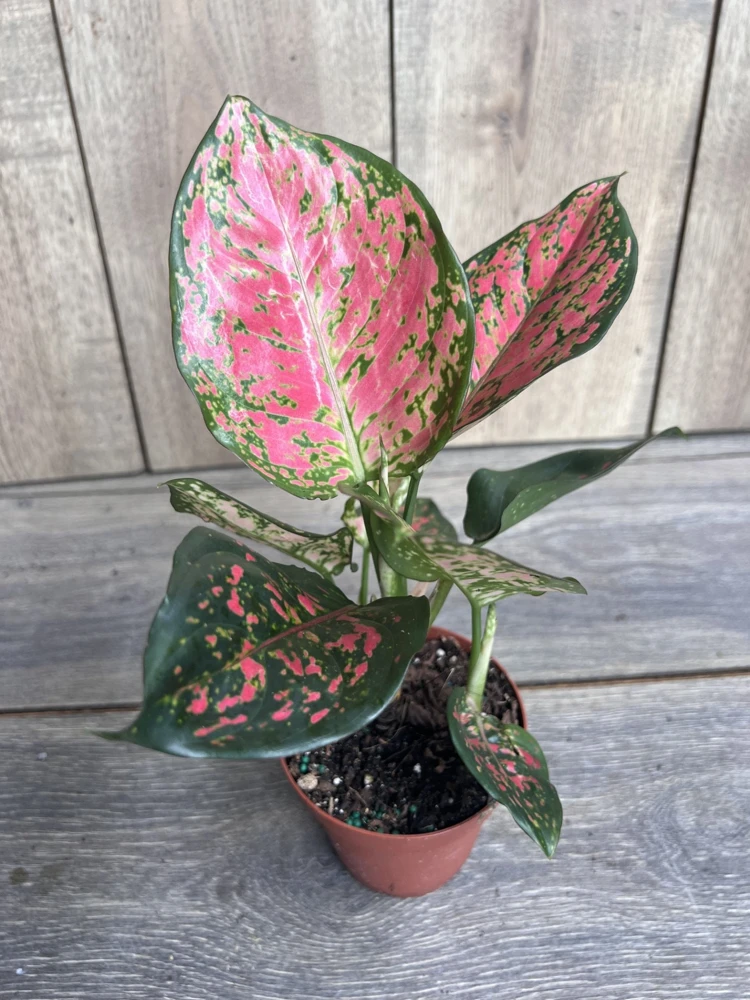 Aglaonema Red Valentine Live Plant - Chinese Evergreen in 4" Pot - Cannot ship to CA - Image 2
