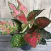 Aglaonema Red Valentine Live Plant - Chinese Evergreen in 4" Pot - Cannot ship to CA - Image 1