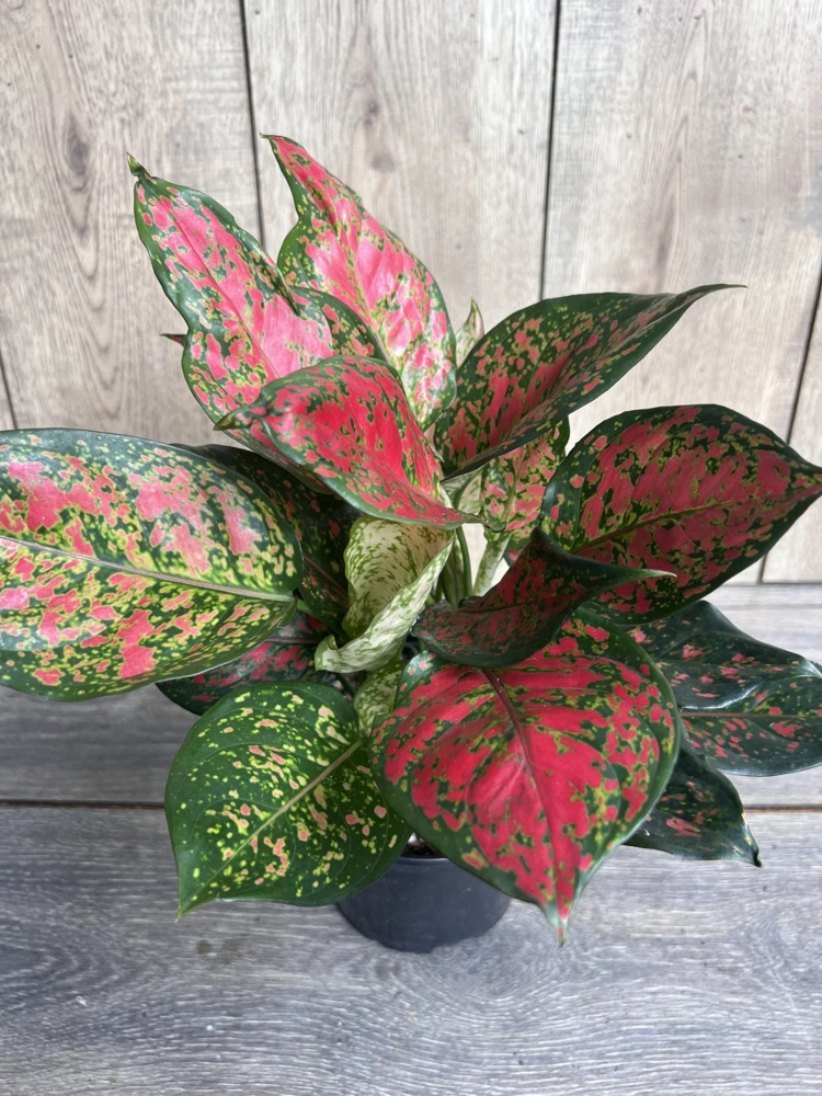 Aglaonema Red Valentine Live Plant - Chinese Evergreen in 4" Pot - Cannot ship to CA - Image 1