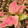 Aglaonema Ruby Ray Live Plant – 4 inch Pot – Tropical Indoor Houseplant - Image 1