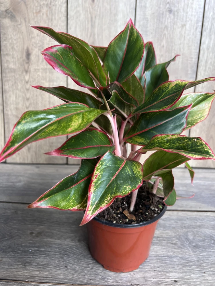 Aglaonema Siam Aurora Live Plant – 6 inch Pot – Indoor Houseplant - Cannot ship to CA - Image 2
