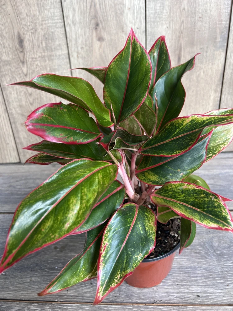 Aglaonema Siam Aurora Live Plant – 6 inch Pot – Indoor Houseplant - Cannot ship to CA - Image 3