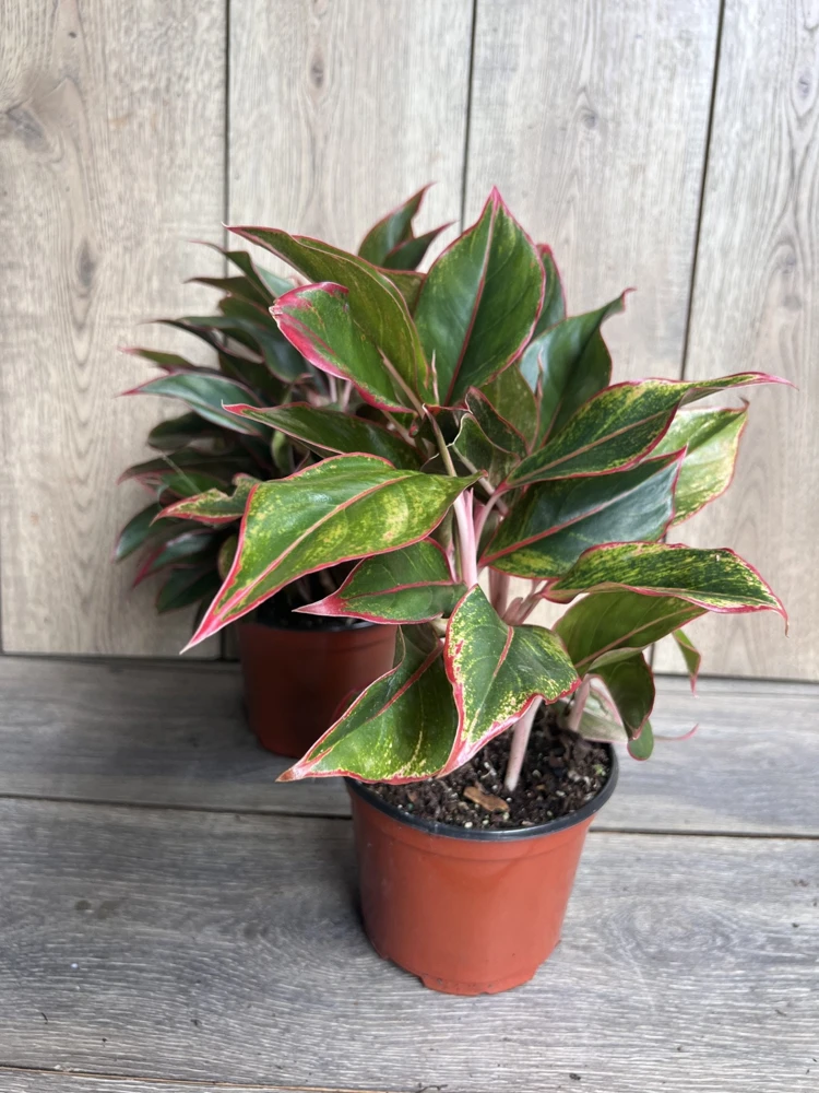 Aglaonema Siam Aurora Live Plant – 6 inch Pot – Indoor Houseplant - Cannot ship to CA - Image 4
